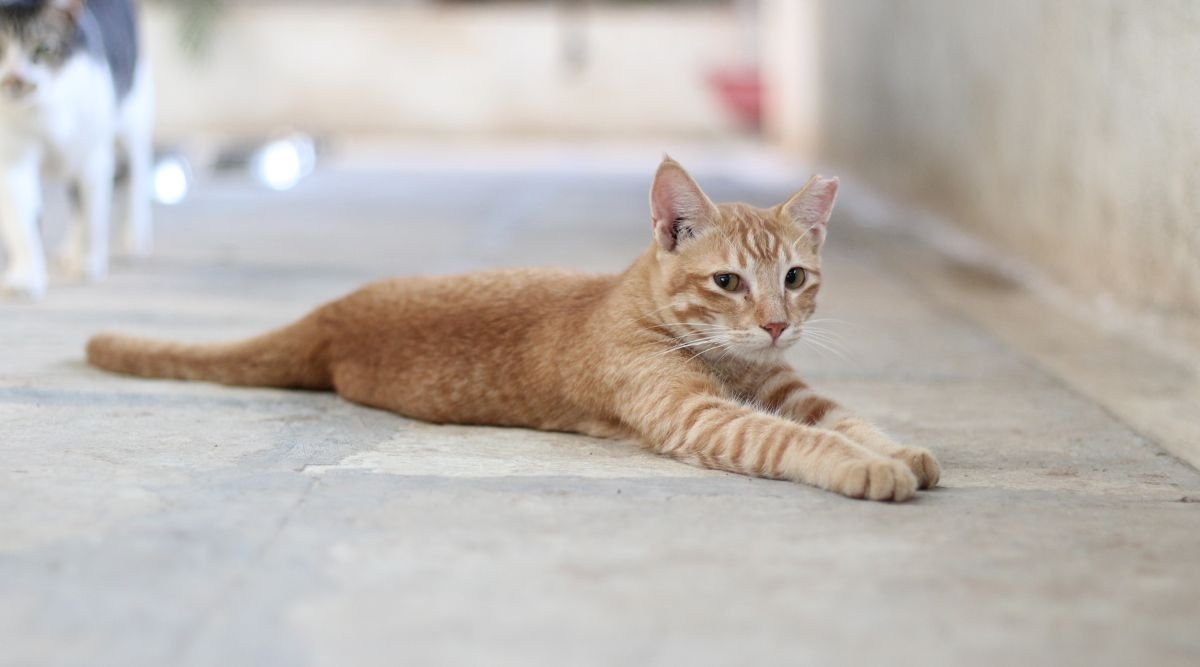 What finding a stray cat teaches us about compassion and responsibility