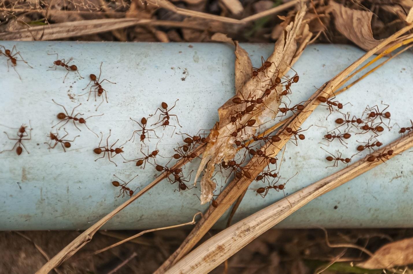 The Surprising Link Between Leaky Pipes and Termite Infestations