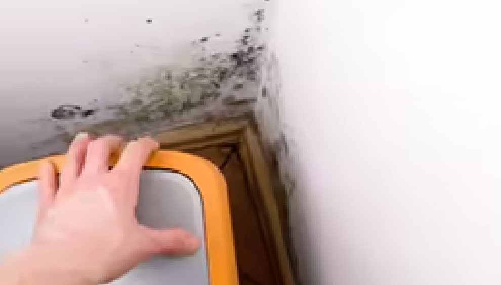 Black Mold: What is It and How to Prevent It