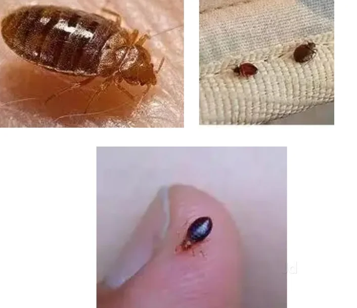 Right Pest Control Company for Bed Bug Problems