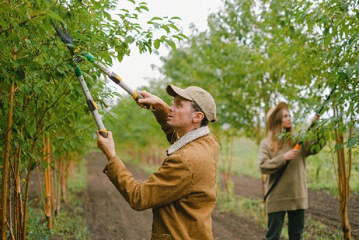 Tree Pruning Services and Practices: How Proper Maintenance Helps Protect Trees and Enhance Their Natural Beauty