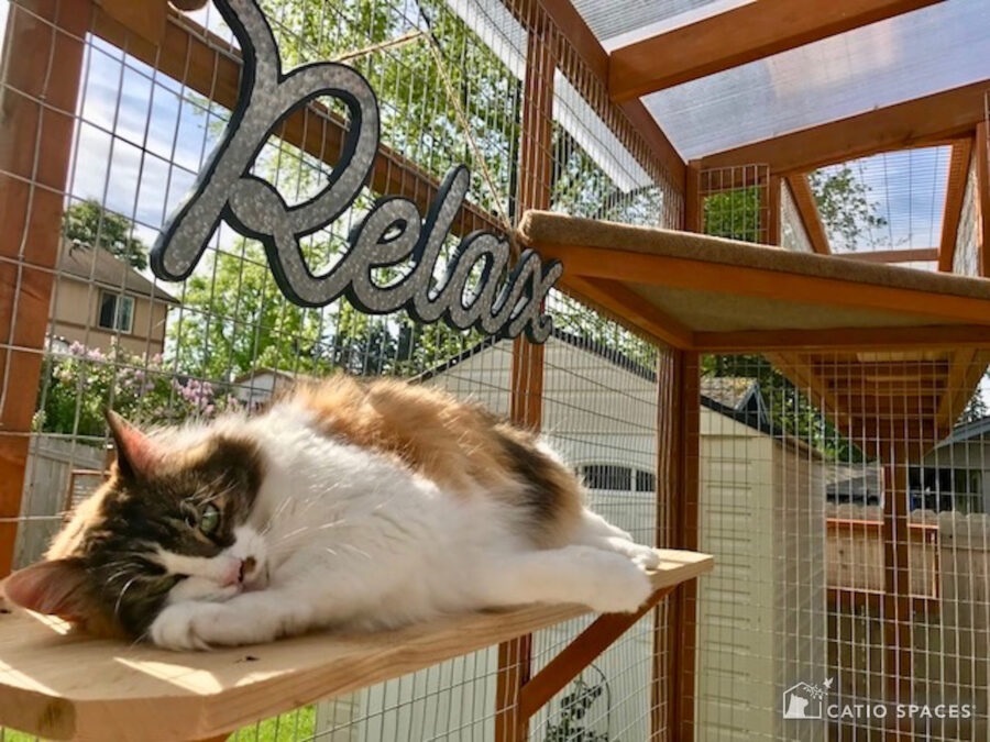 Pet Enclosures: Create a Safe and Comfortable Outdoor Space for Your Animals