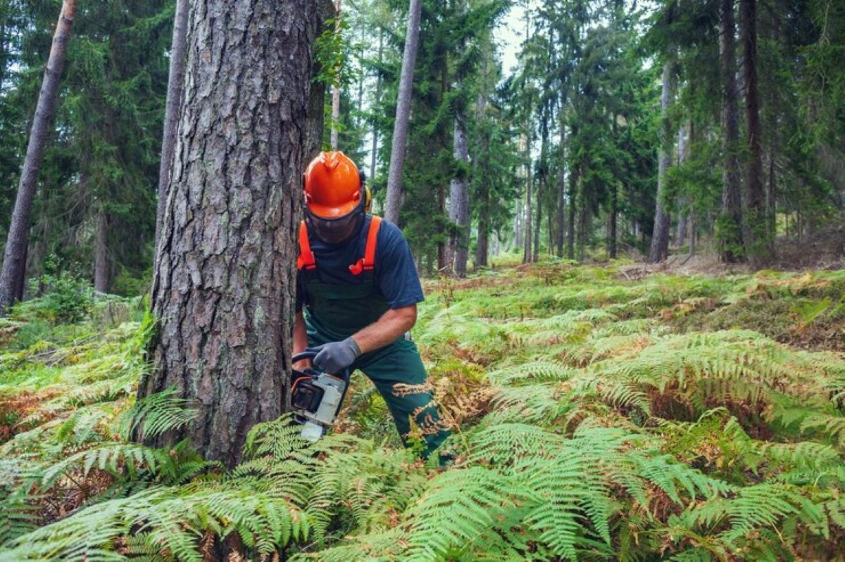 The Ultimate Guide to Professional Tree Services and Effective Solutions for Managing Healthy Outdoor Spaces