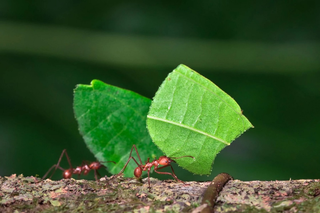 A Detailed Guide to Ant Control Techniques, Common Problems, Prevention Strategies, and Effective Pest Management