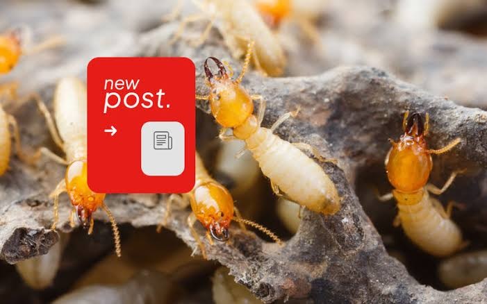 Impact of Termite Problems