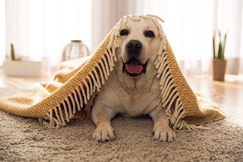 How to Get Your Kids and Pets Ready for Roof Replacement Day 